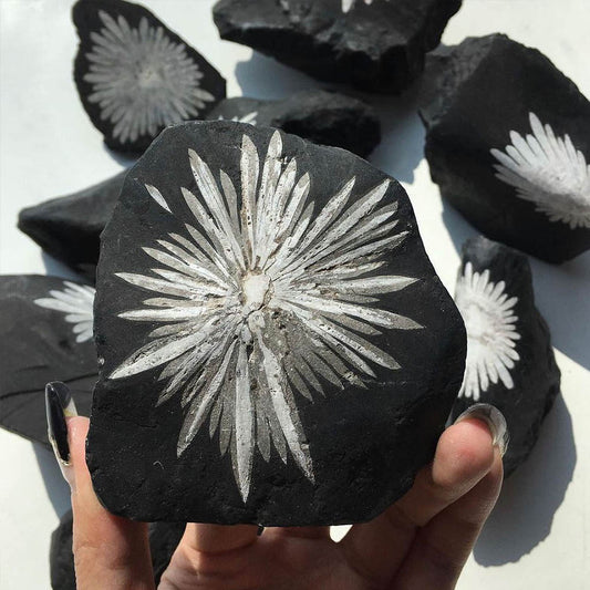 Natural Chrysanthemum Stone (Kikukaseki) Raw Stone, Approx. 100-150g | Feng Shui, Purification, Interior Stone