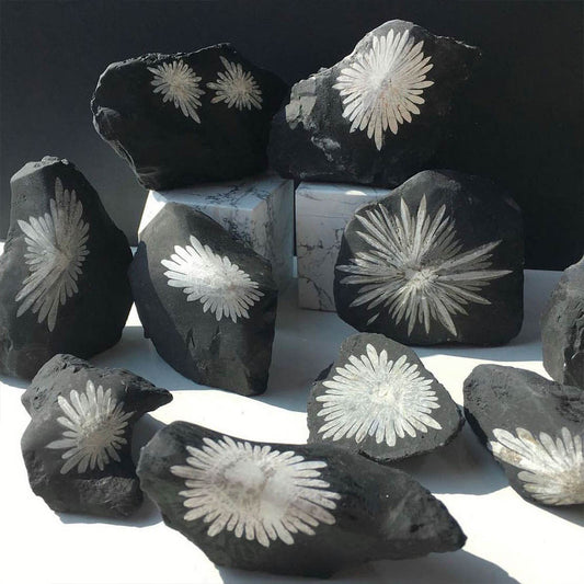 Natural Chrysanthemum Stone (Kikukaseki) Raw Stone, Approx. 100-150g | Feng Shui, Purification, Interior Stone